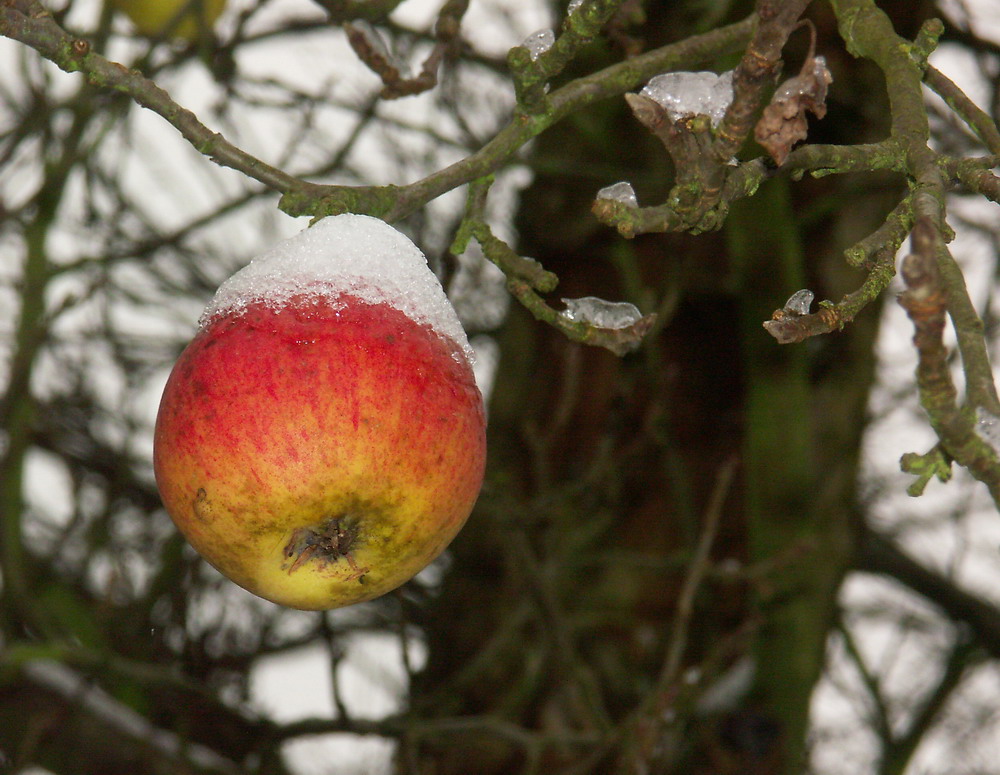 Winterapfel