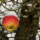 Winterapfel