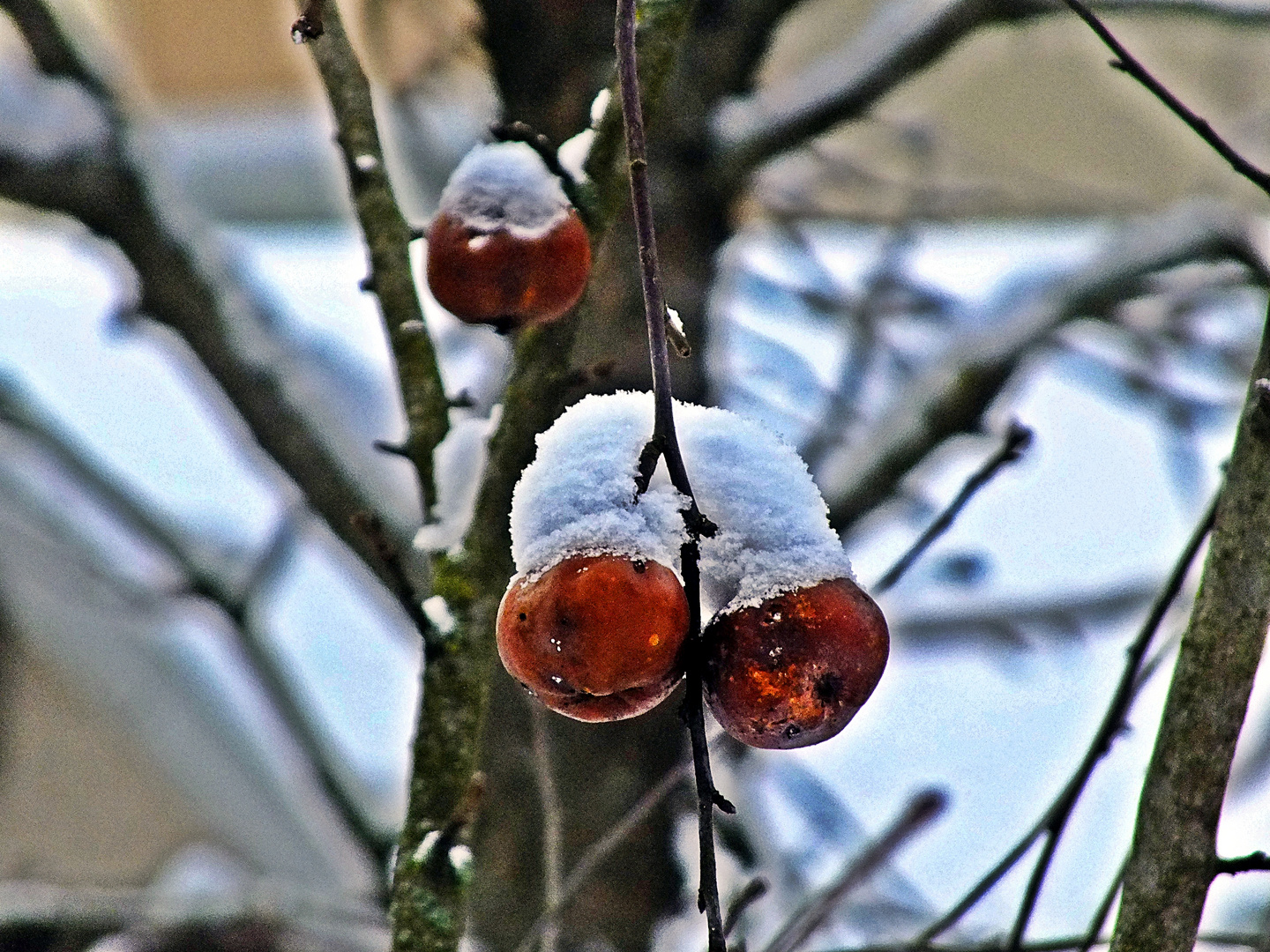 Winterapfel