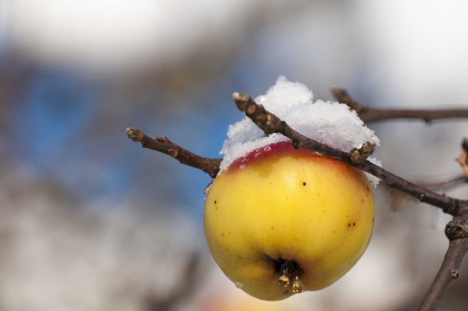 Winterapfel