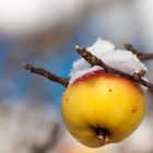 Winterapfel