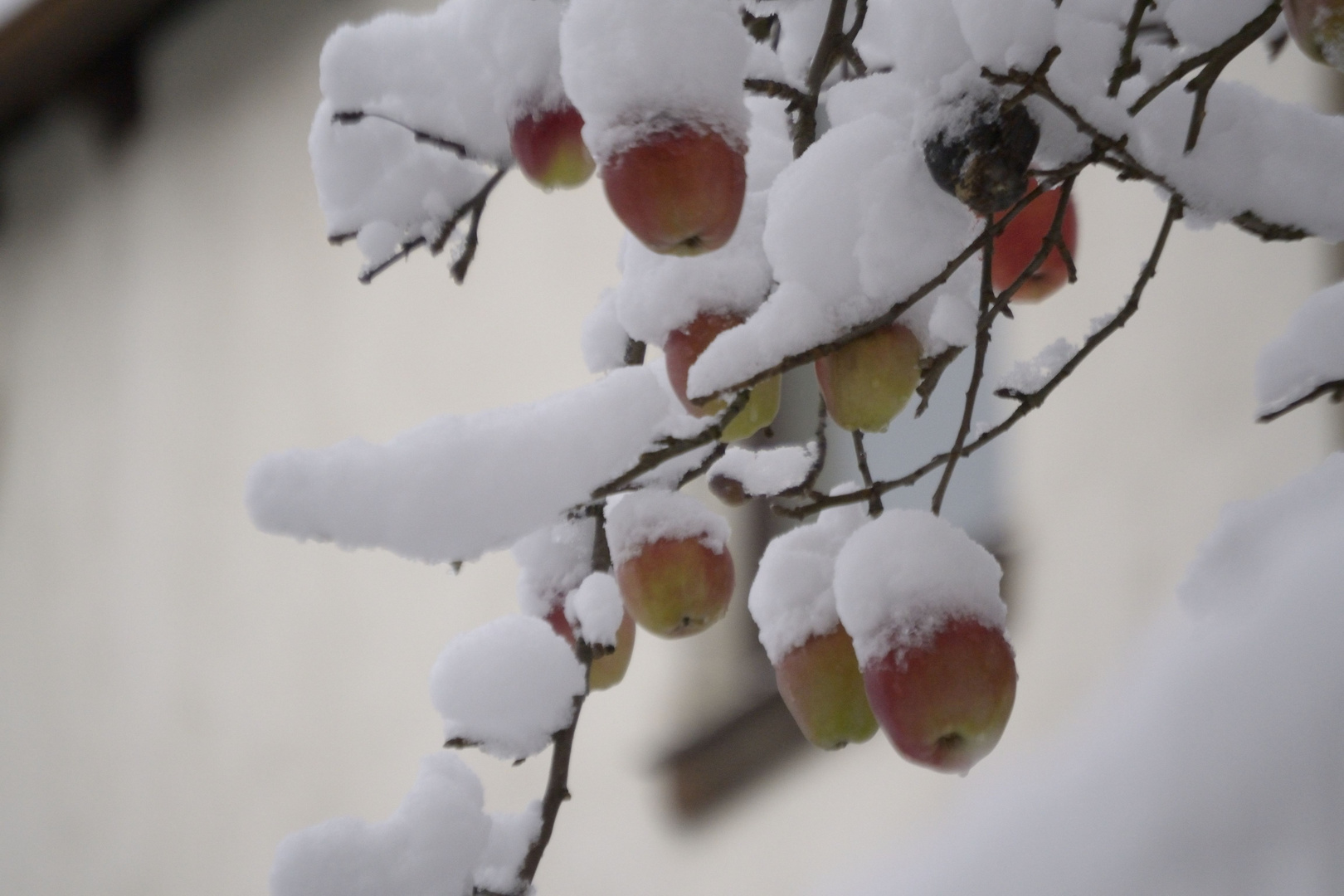 Winterapfel