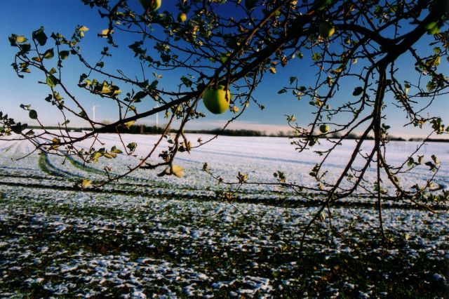 Winterapfel