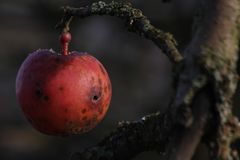 Winterapfel