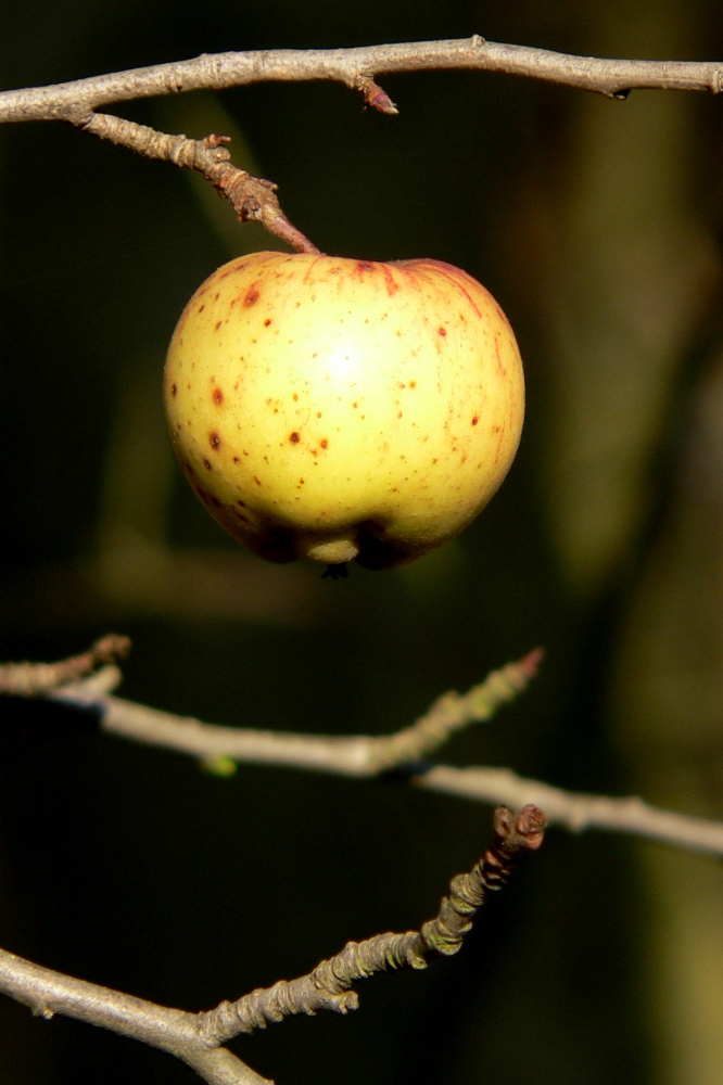 Winterapfel