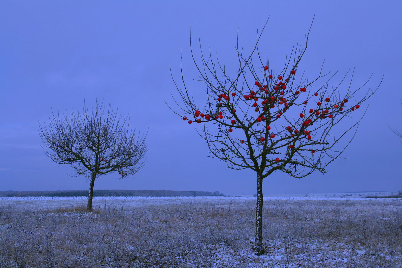 Winterapfel