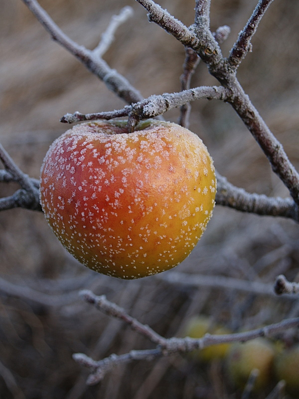 Winterapfel