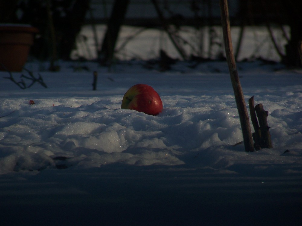 WinterApfel