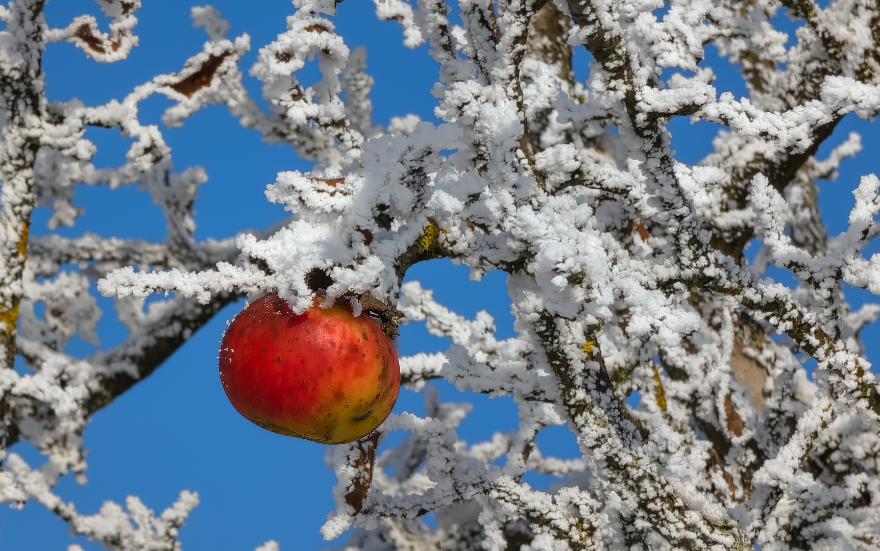 Winterapfel