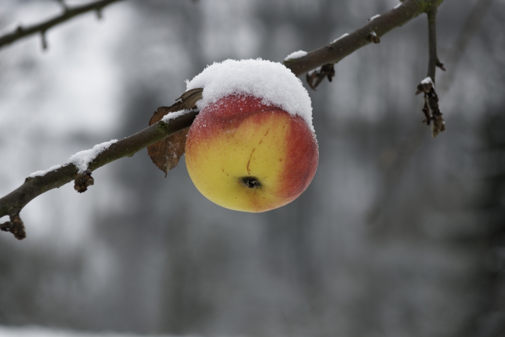 Winterapfel ungebraten nur gefroren