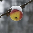 Winterapfel ungebraten nur gefroren