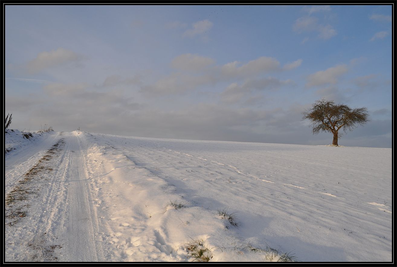 Winterapfelbaum und einsamer Weg...