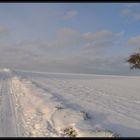 Winterapfelbaum und einsamer Weg...