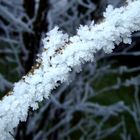 Winterast (Nebel, Frost, Niederrhein)