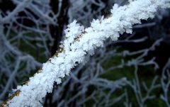 Winterast (Nebel, Frost, Niederrhein)