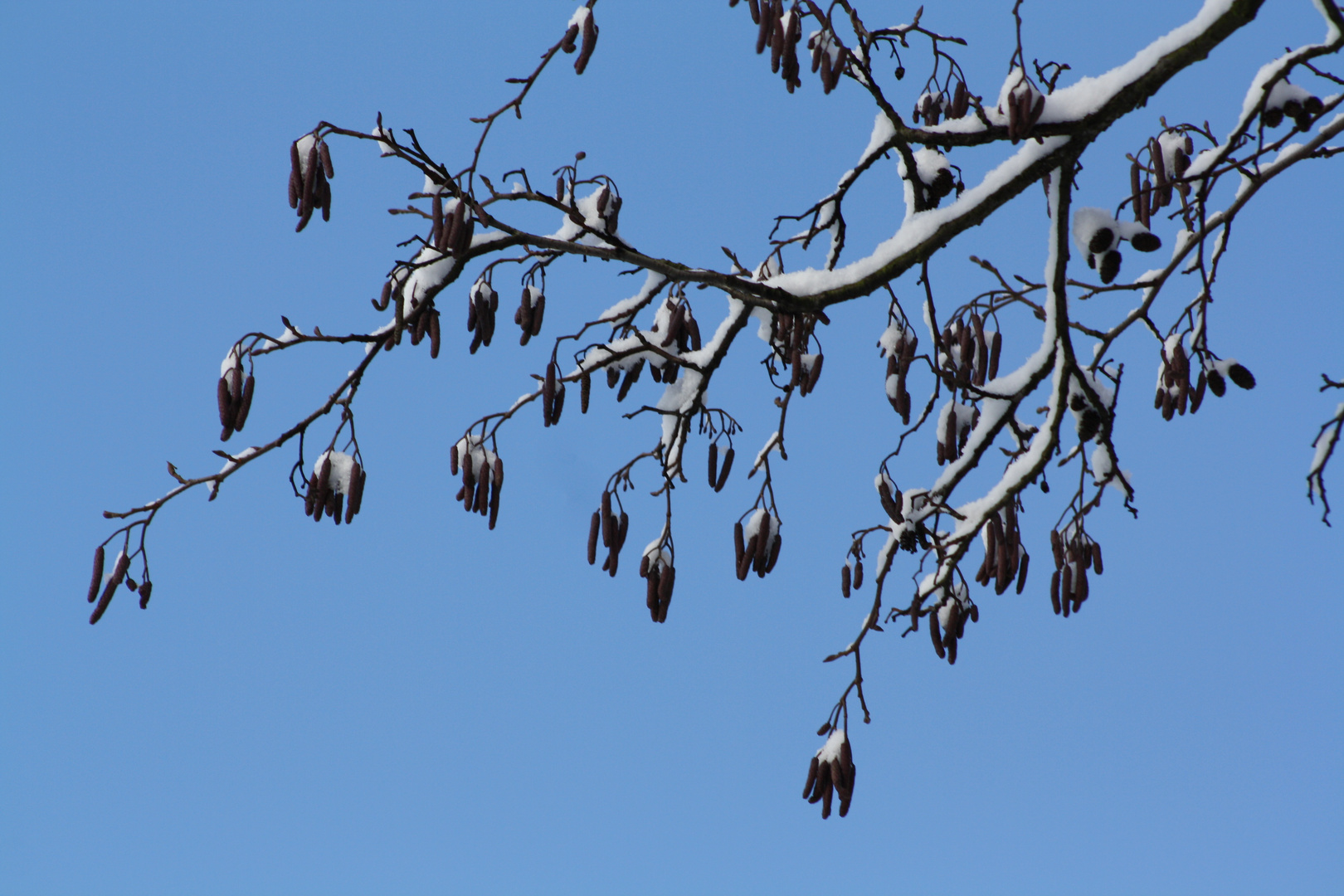 Winterast vor Sommerhimmel