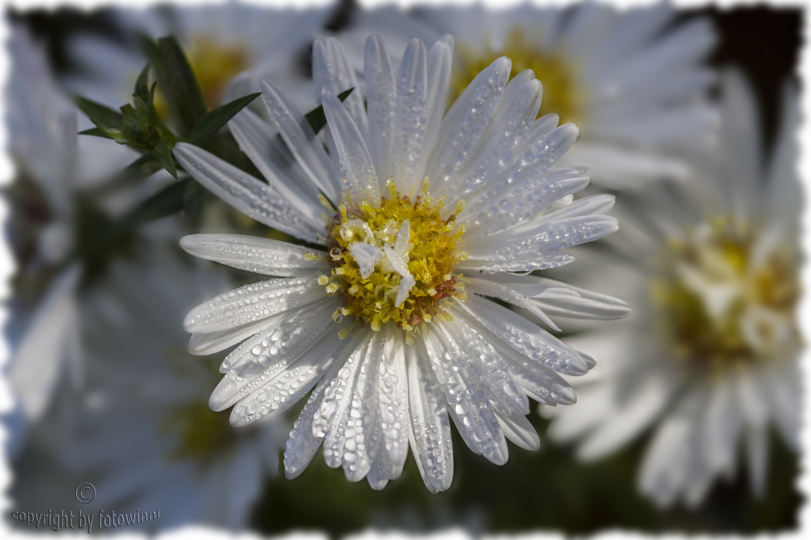 Winteraster