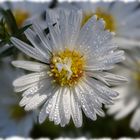 Winteraster