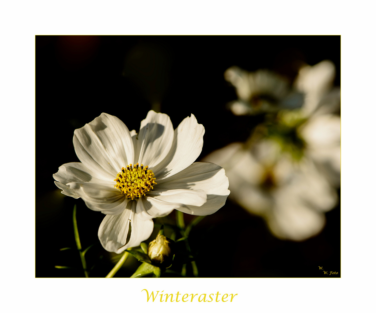 Winteraster