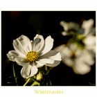 Winteraster