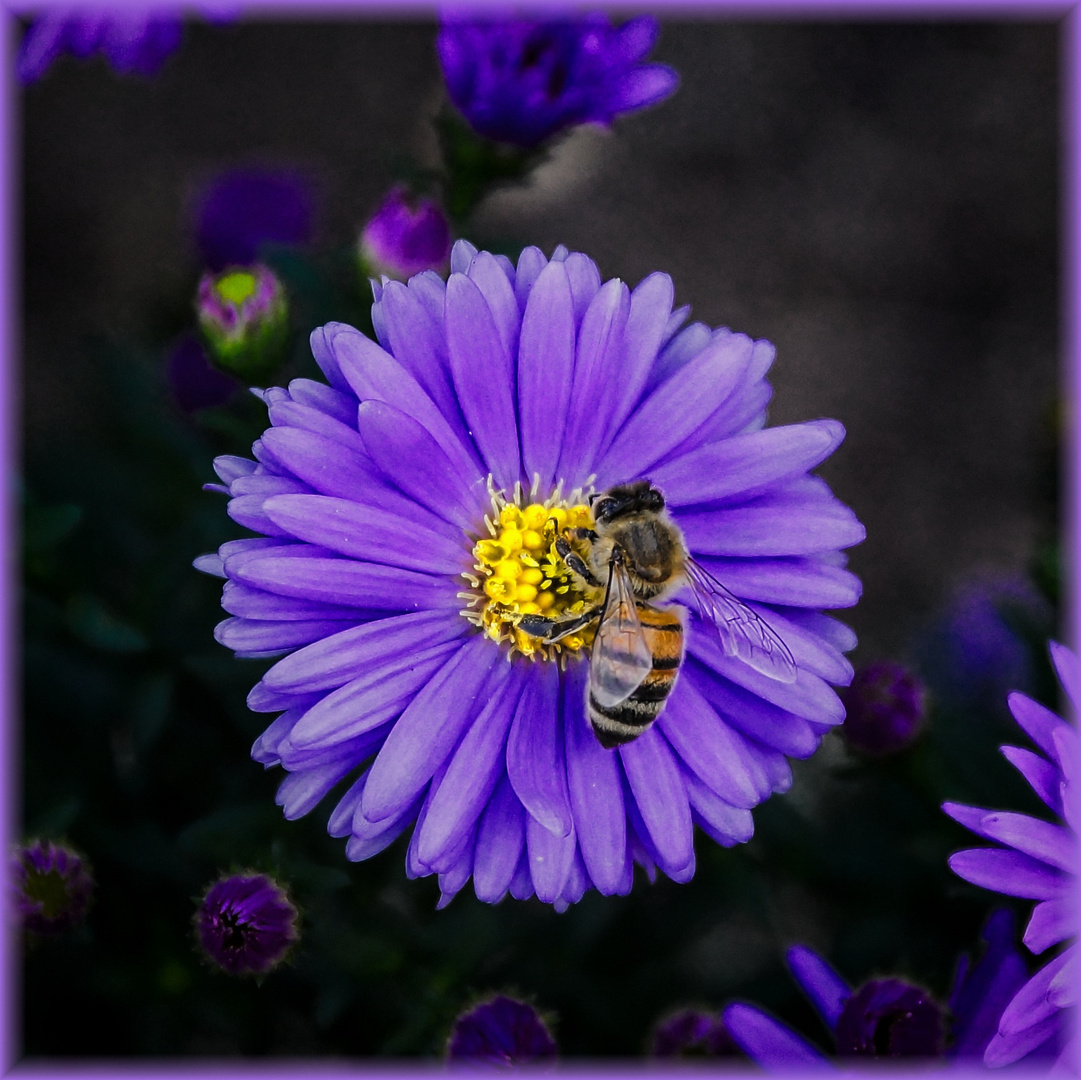 Winteraster mit Besucher