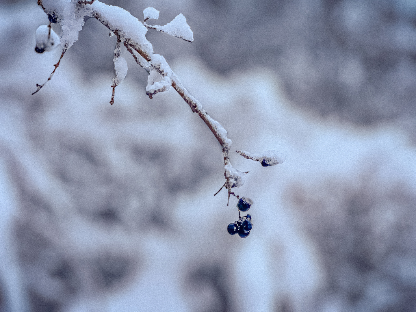 Winterausbruch