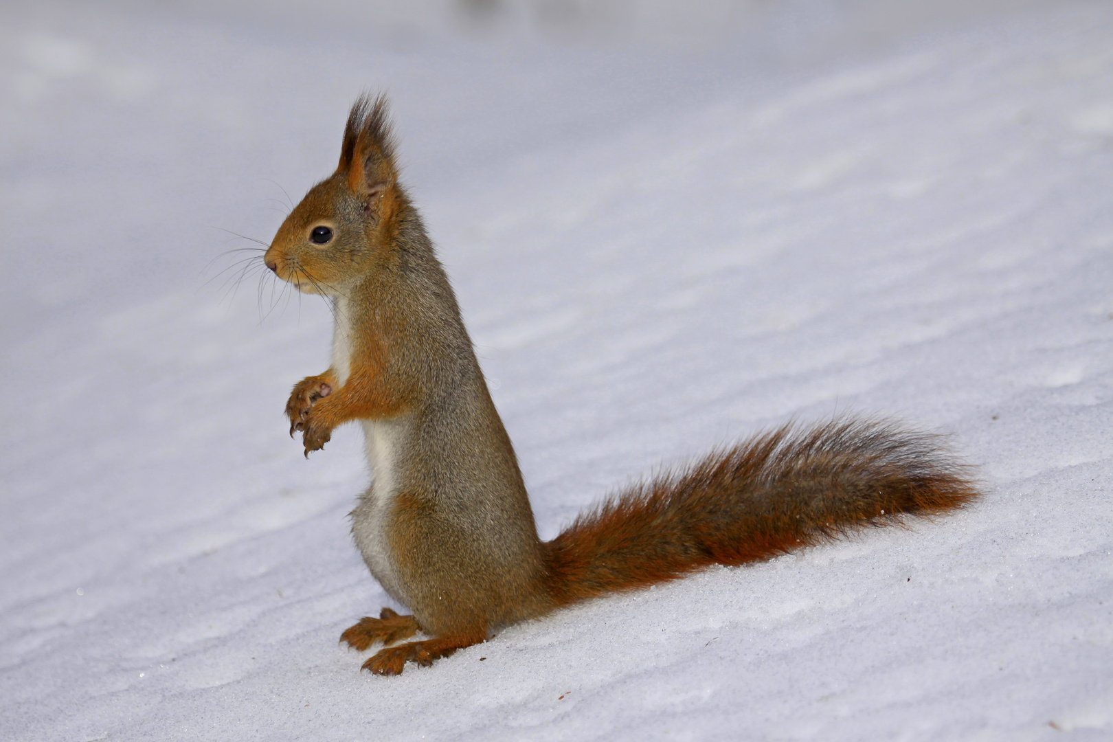 Winterausflug