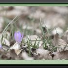 Winterausklang Krokusse - Crocus sativum -