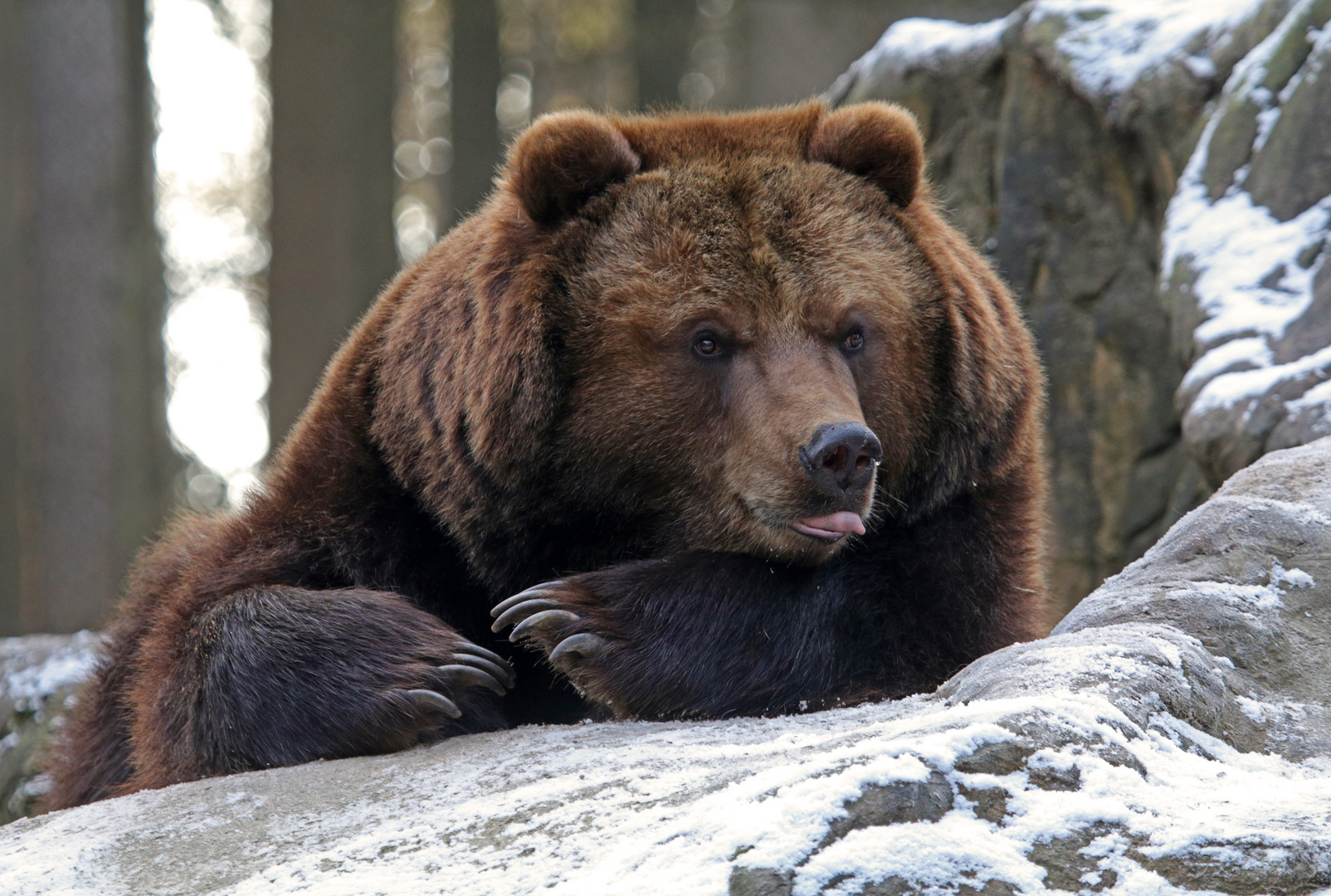 Winterbär