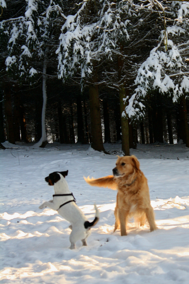 Winterbär und Wadenbeißer