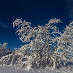 Winterbäumchen