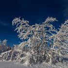 Winterbäumchen