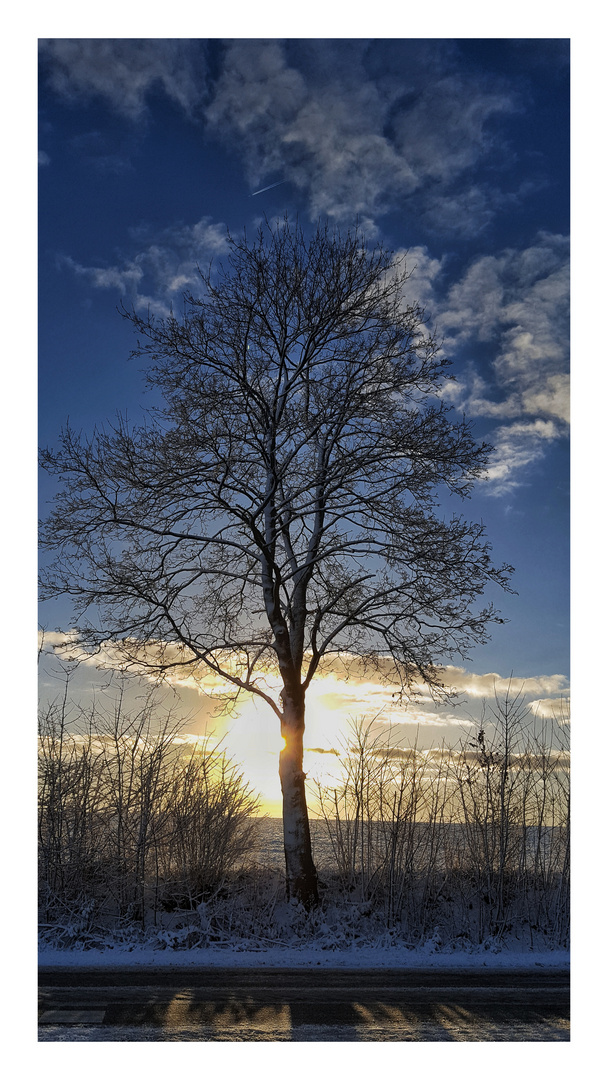 Winterbäumchen mit Schnee und herrlichen sonnenschein