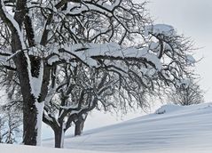 Winterbäume