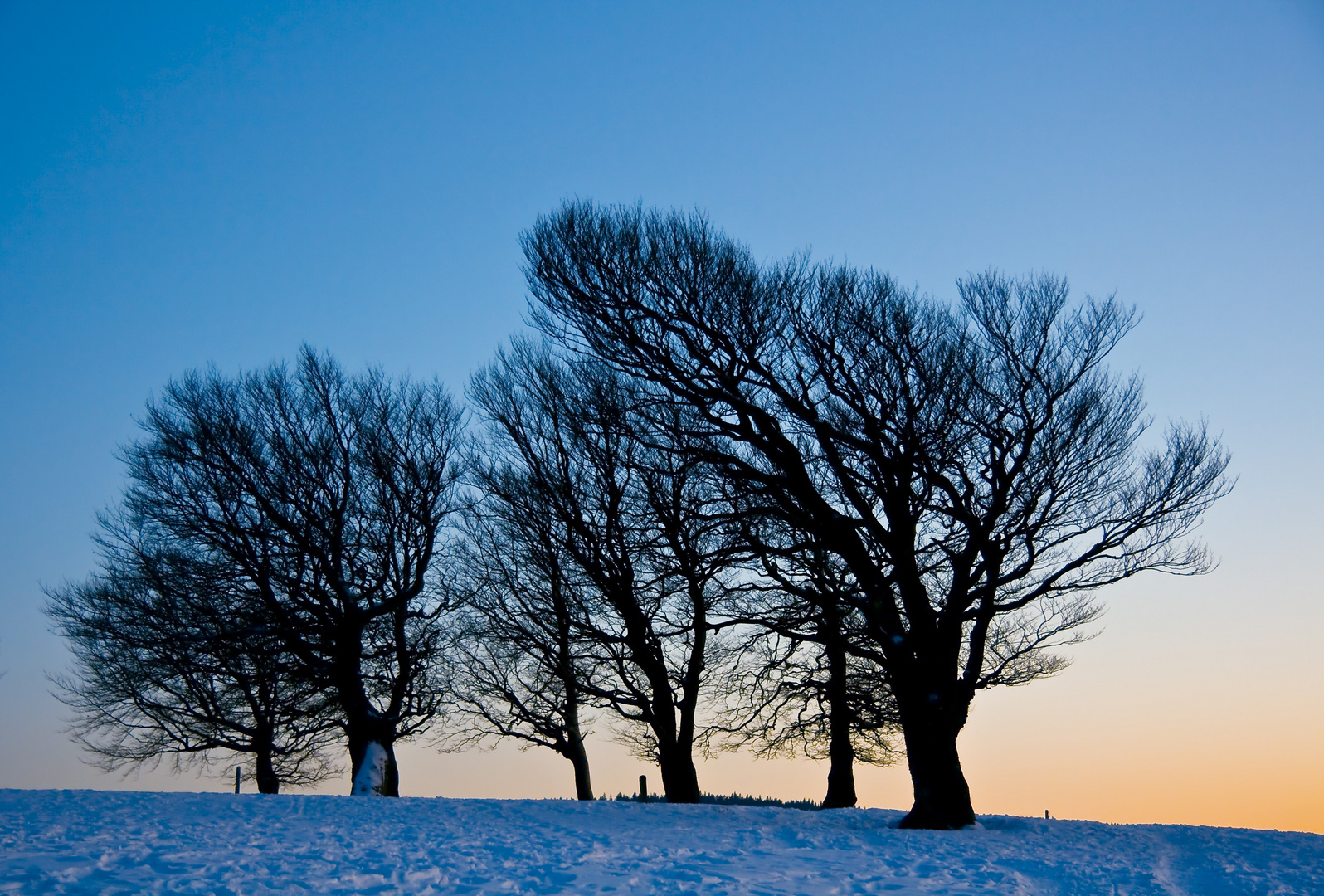 Winterbäume