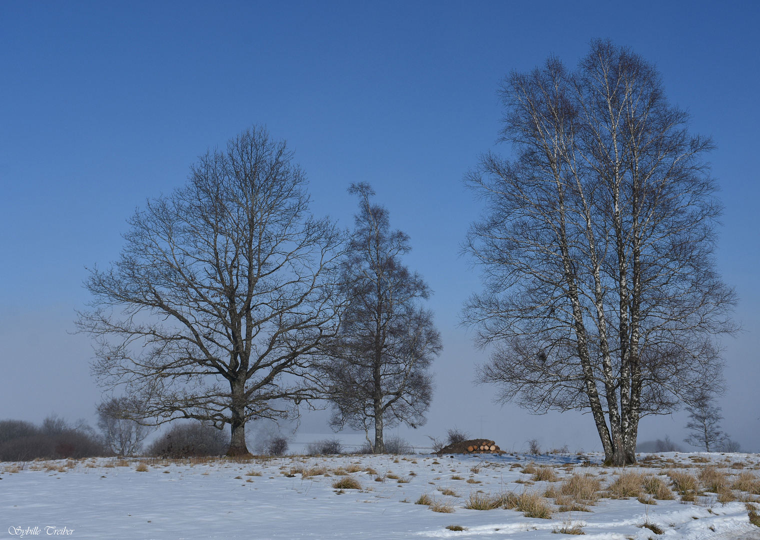 Winterbäume