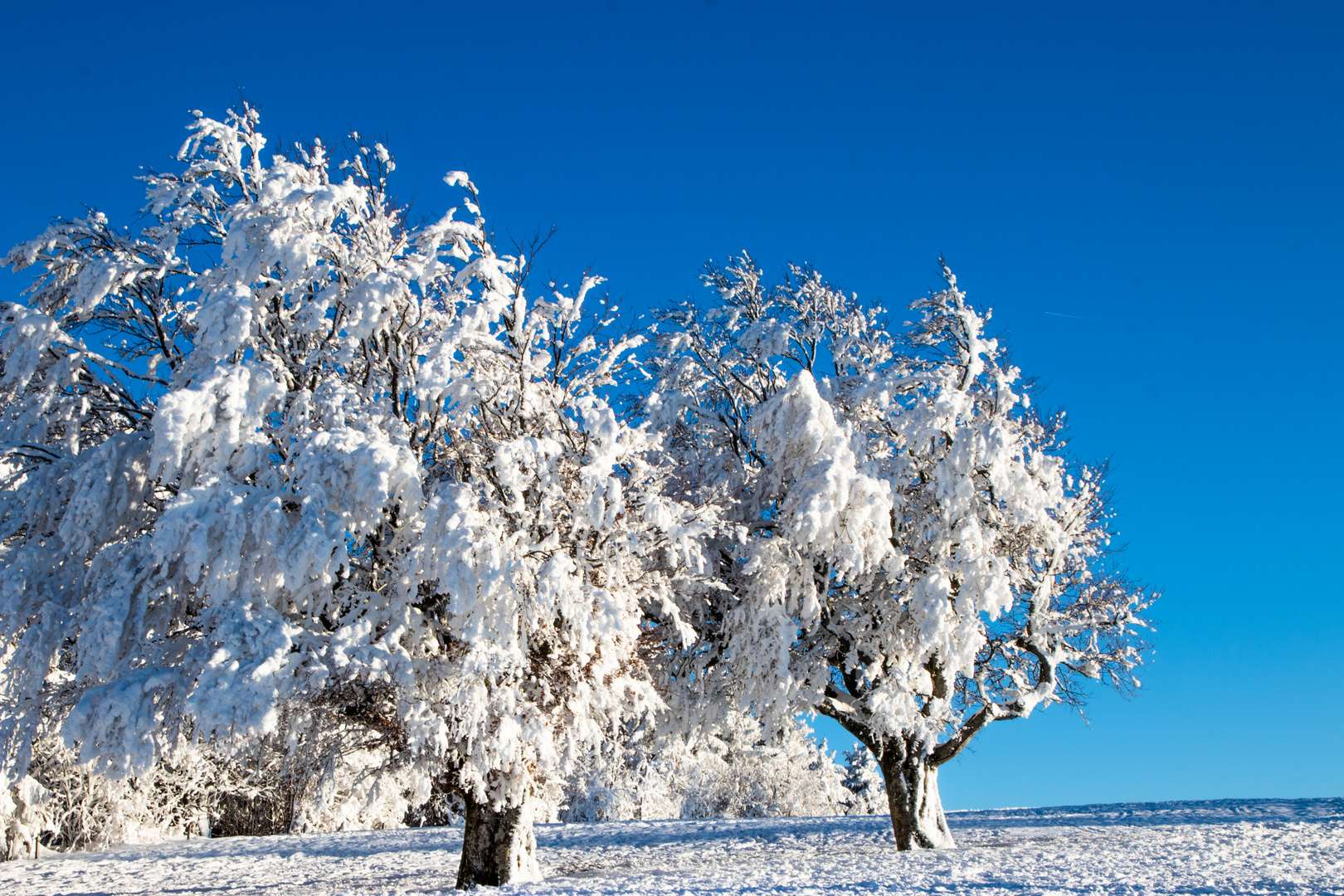 Winterbäume 1