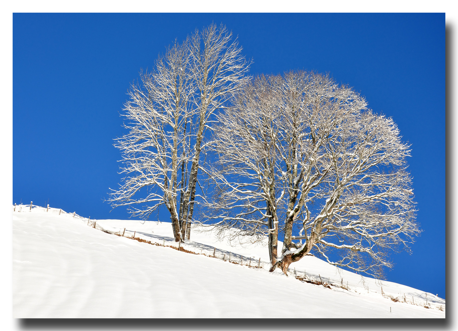 Winterbäume