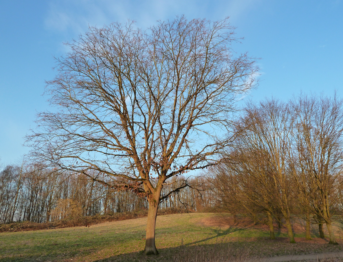 Winterbäume