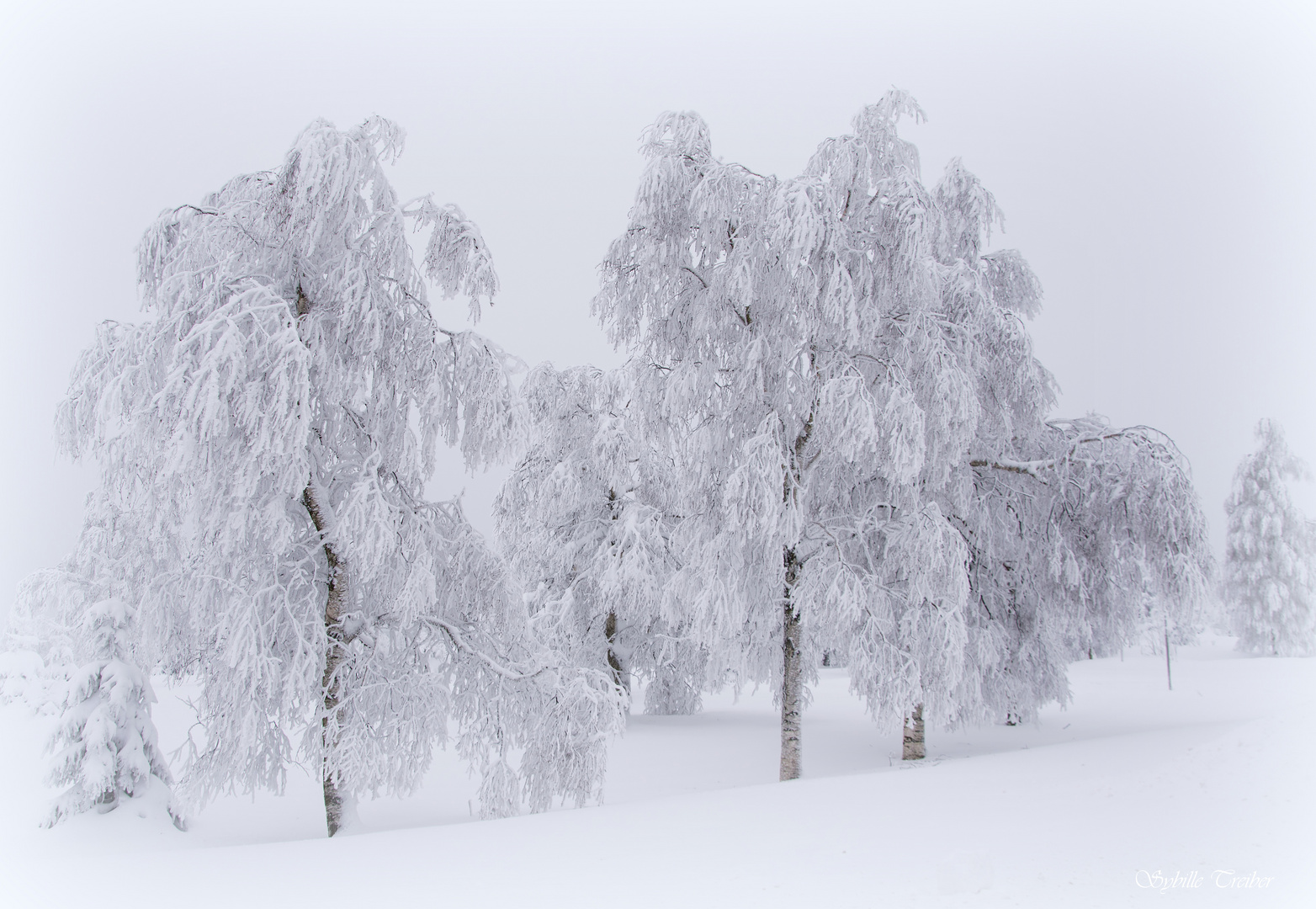 Winterbäume 2