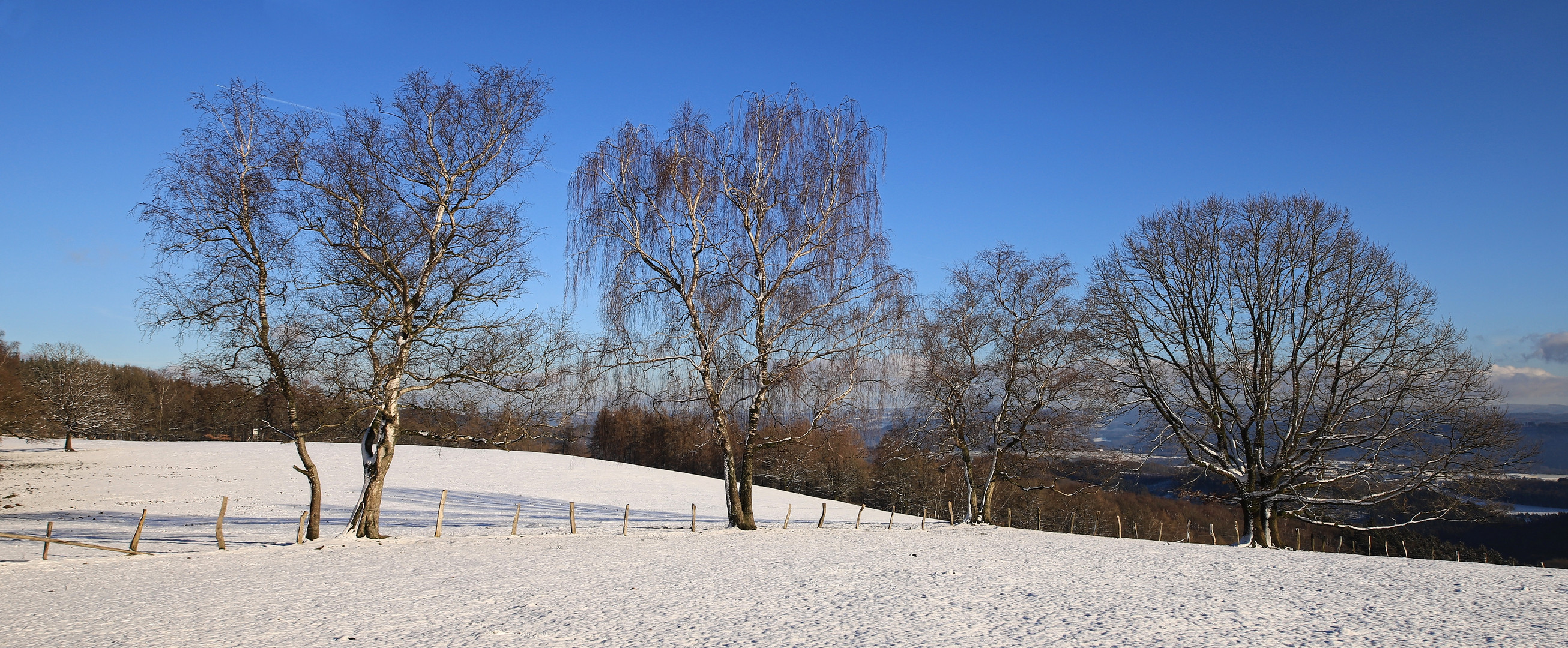 Winterbäume (2019_01_18_EOS 6D Mark II_9858_ji)