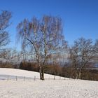 Winterbäume (2019_01_18_EOS 6D Mark II_9858_ji)