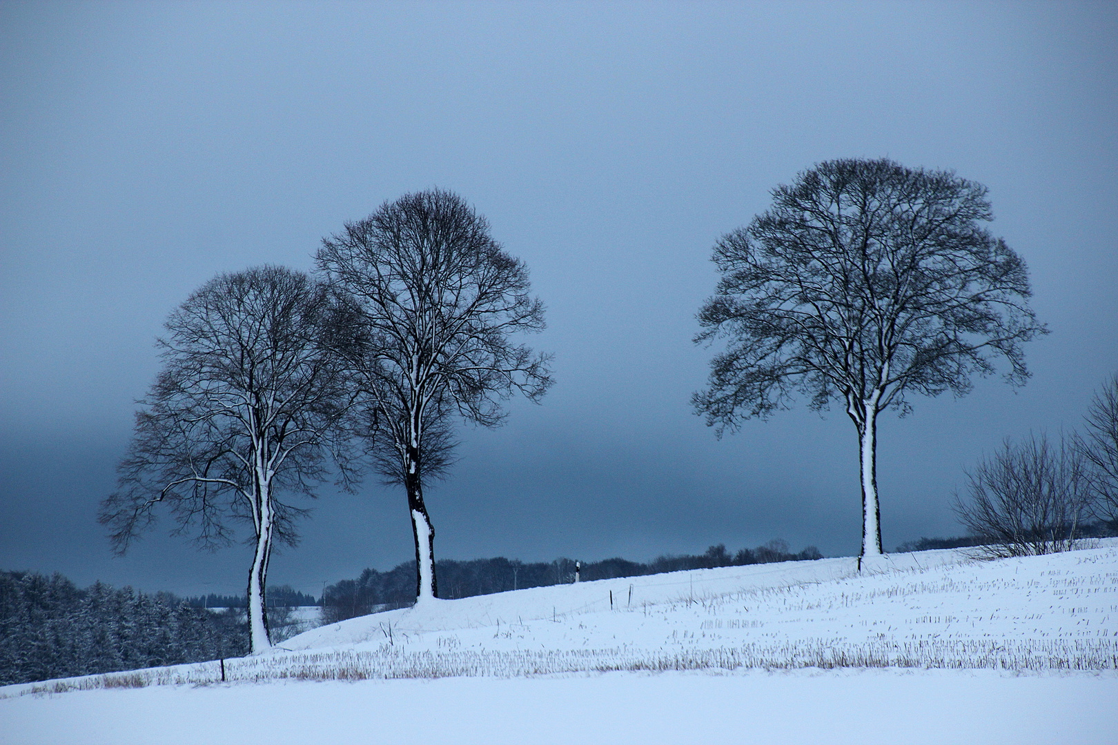 Winterbäume