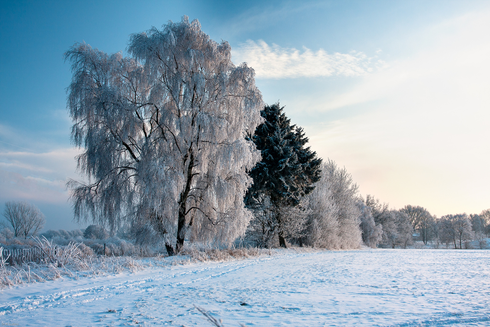 Winterbäume