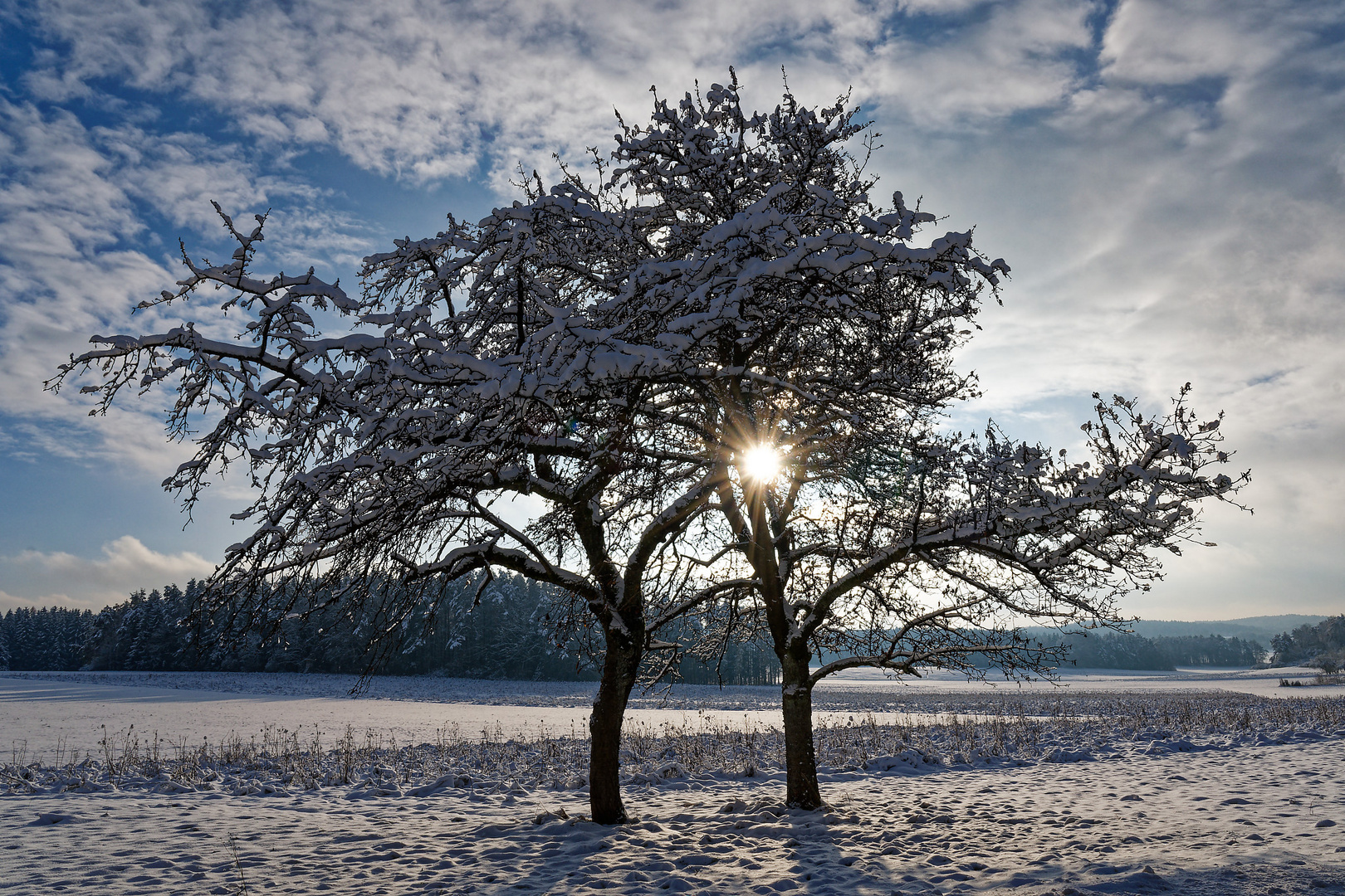 Winterbäume