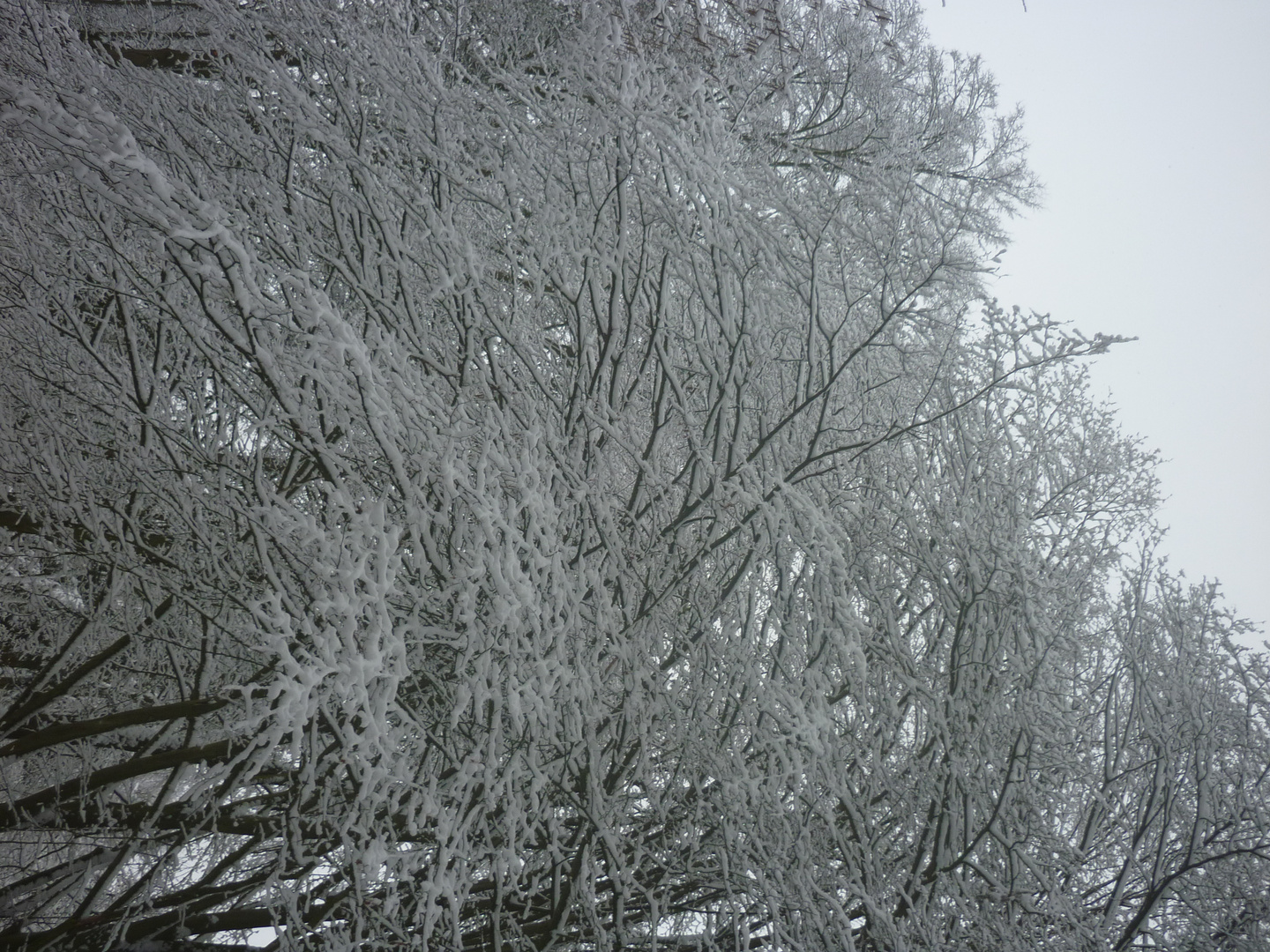 Winterbäume