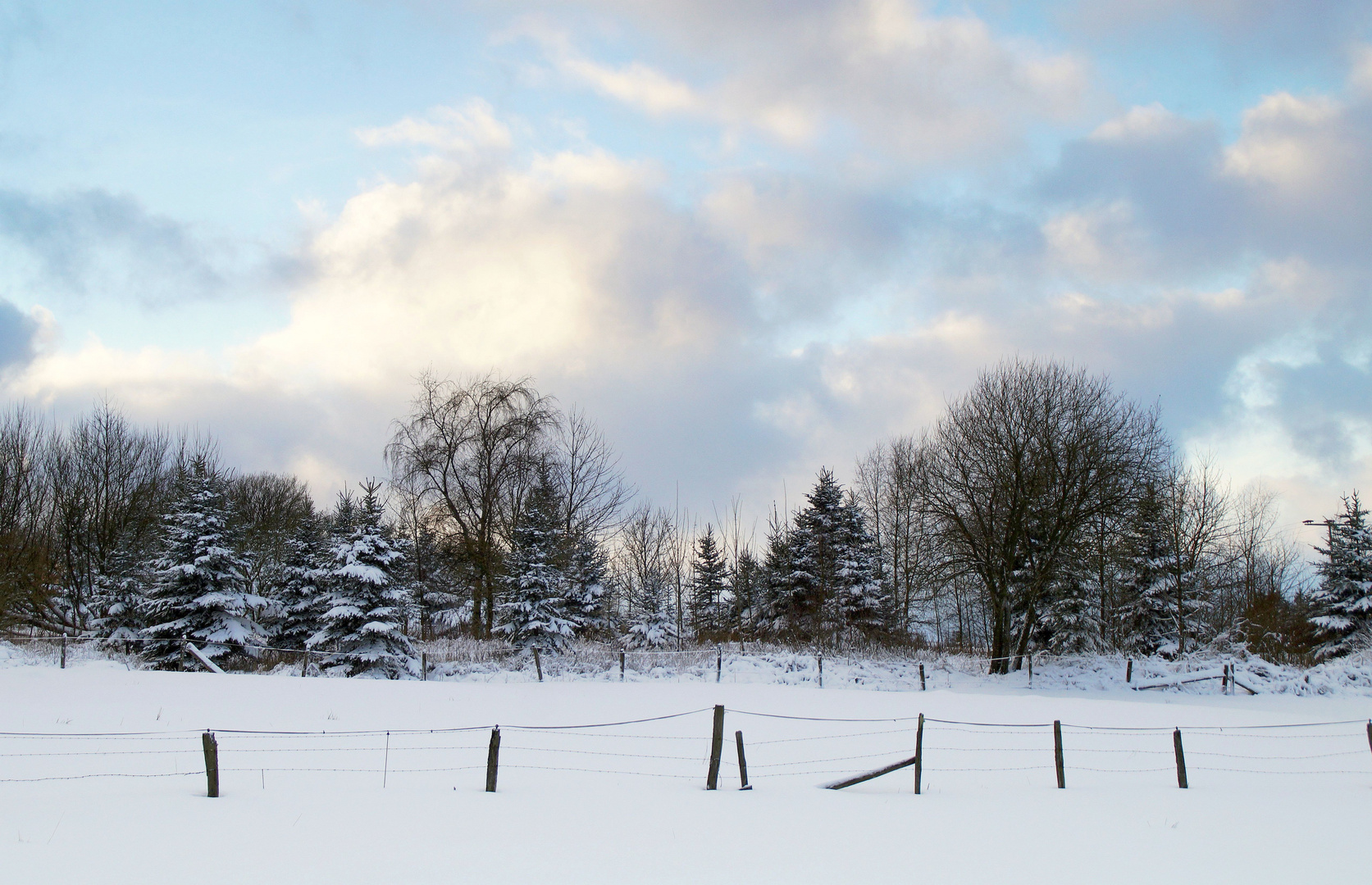 Winterbäume