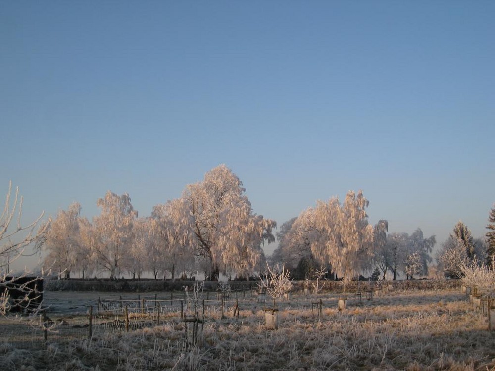 Winterbäume