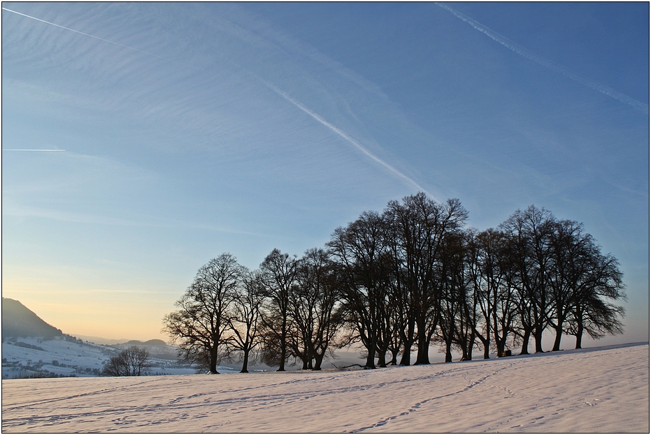 Winterbäume