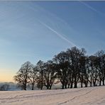 Winterbäume